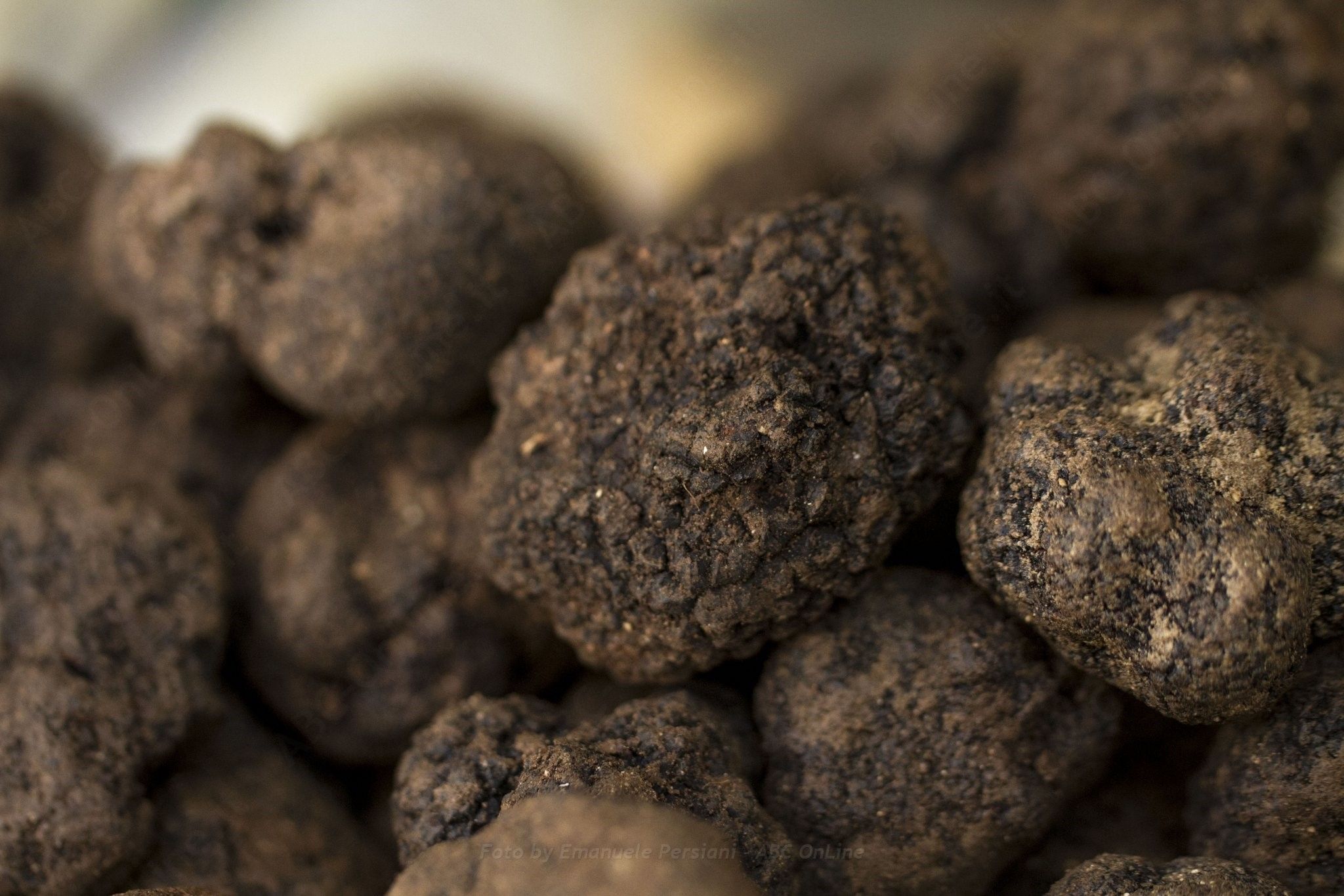 Il tartufo Nero di Norcia